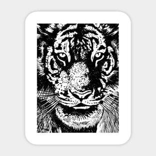 Stare tiger head Sticker